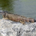 iguana_green_tf_gc_h_0097_cay1014.jpg